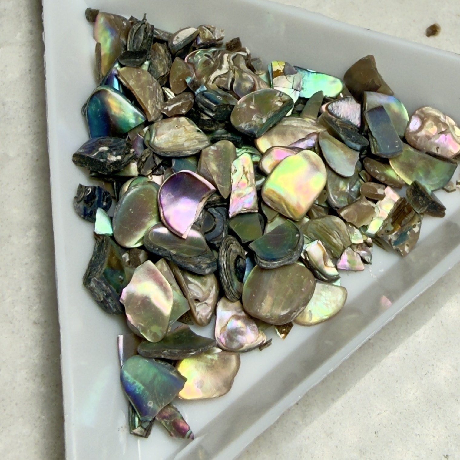 Abalone Shell