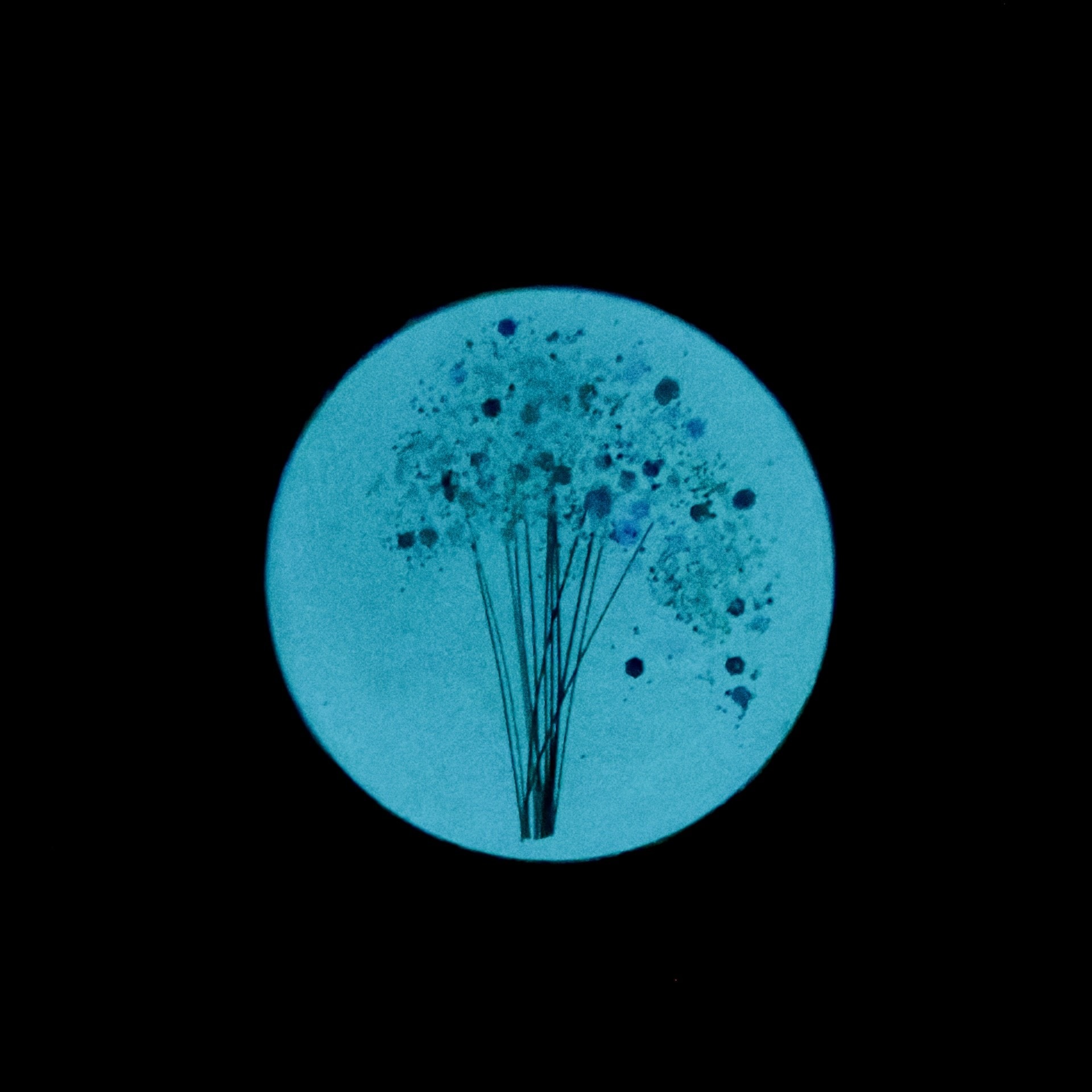 Aqua Glow
