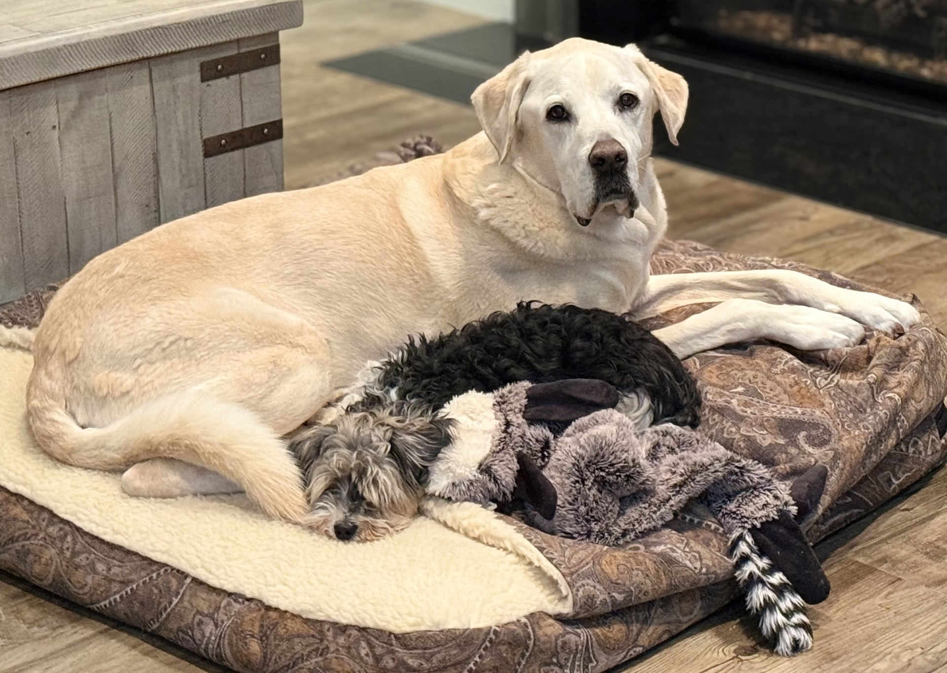 Moose — the beloved dog who inspired Everclose Jewelry